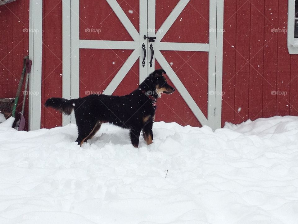 Black dog & red shed 