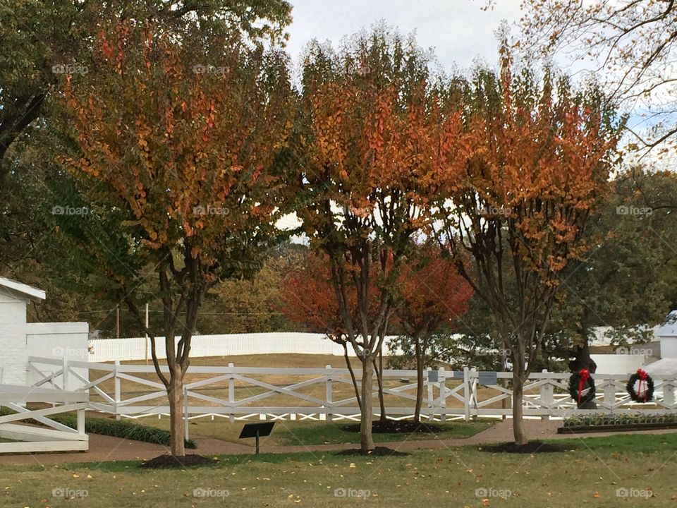 Fall at Graceland