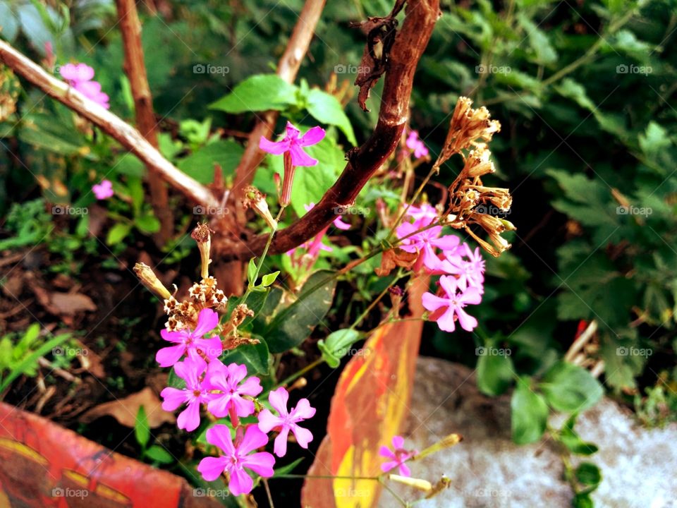 Wild Pink flowers