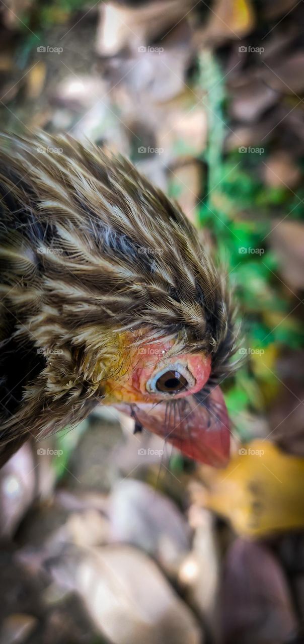 Brown Asian Barbet Closeup shot