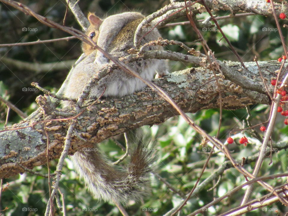 Squirrel in the forest