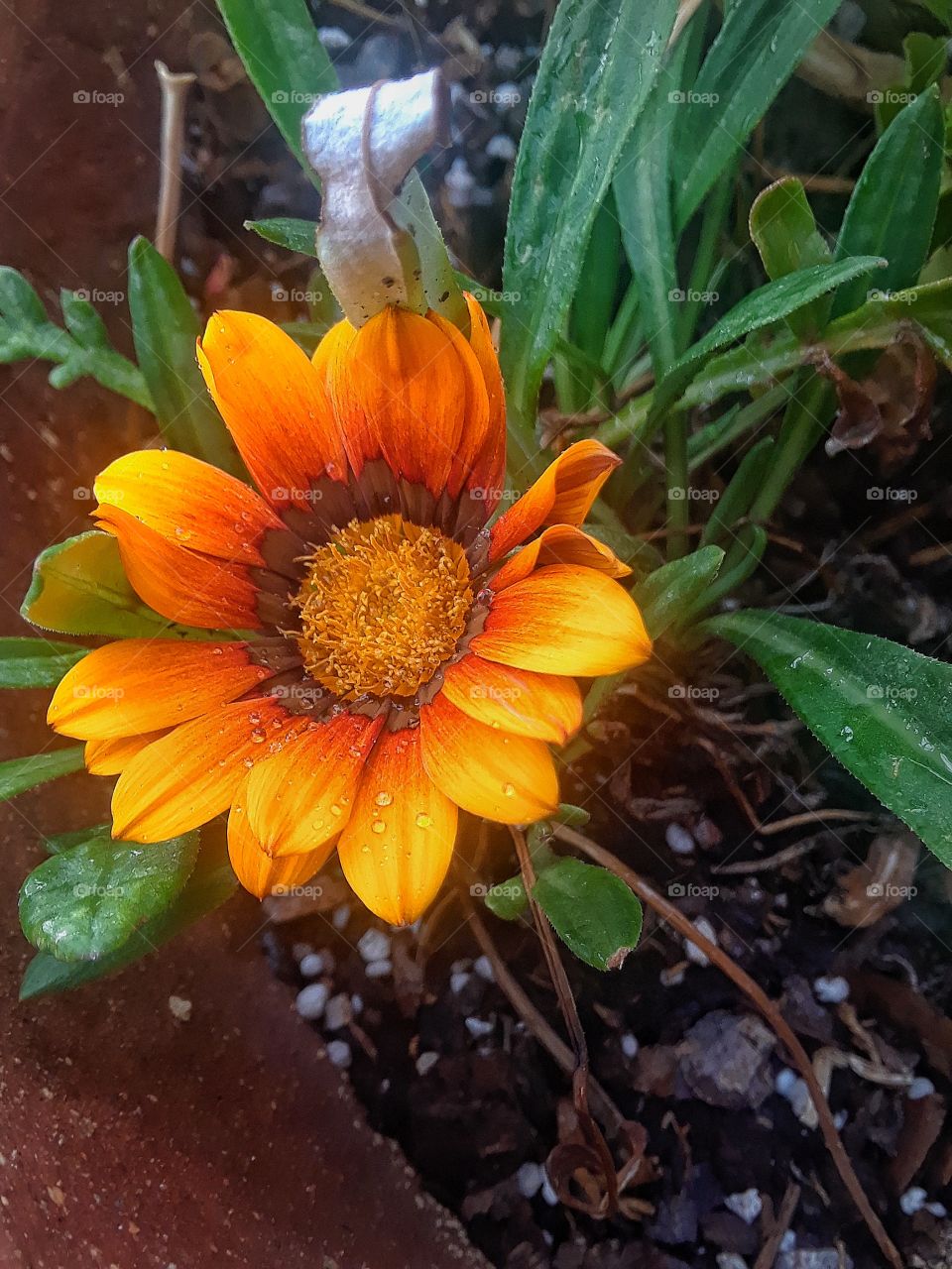 summer bloom take 2