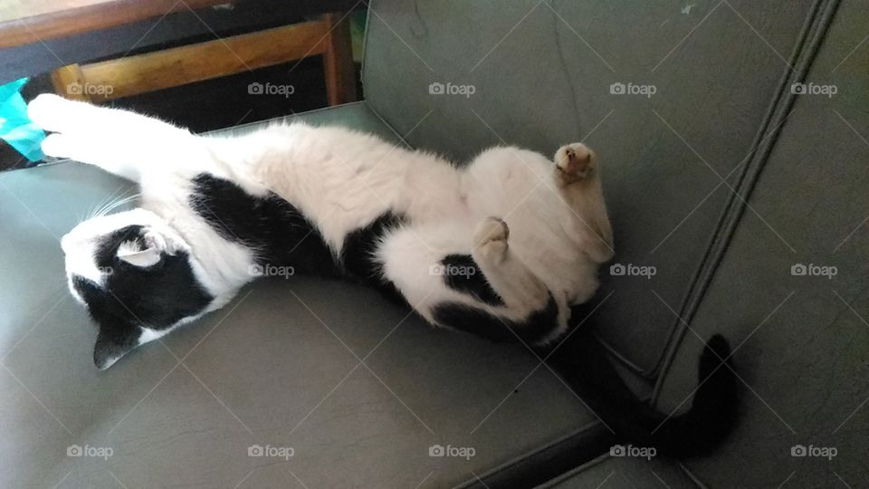 sleeping cat