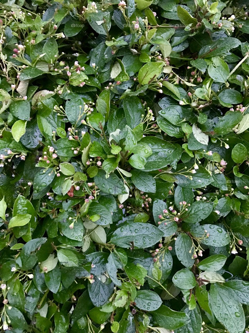 Raindrops on small green leaves 