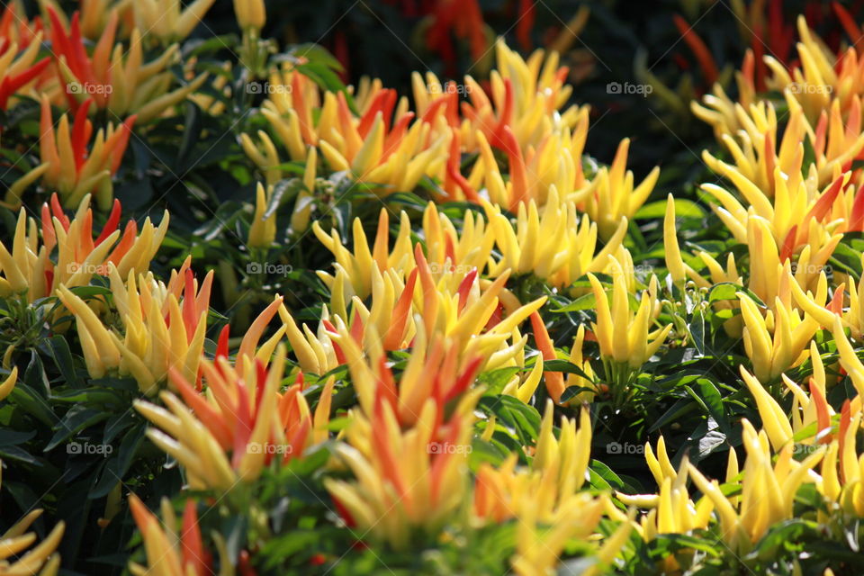 Unique Colorful Chilly 