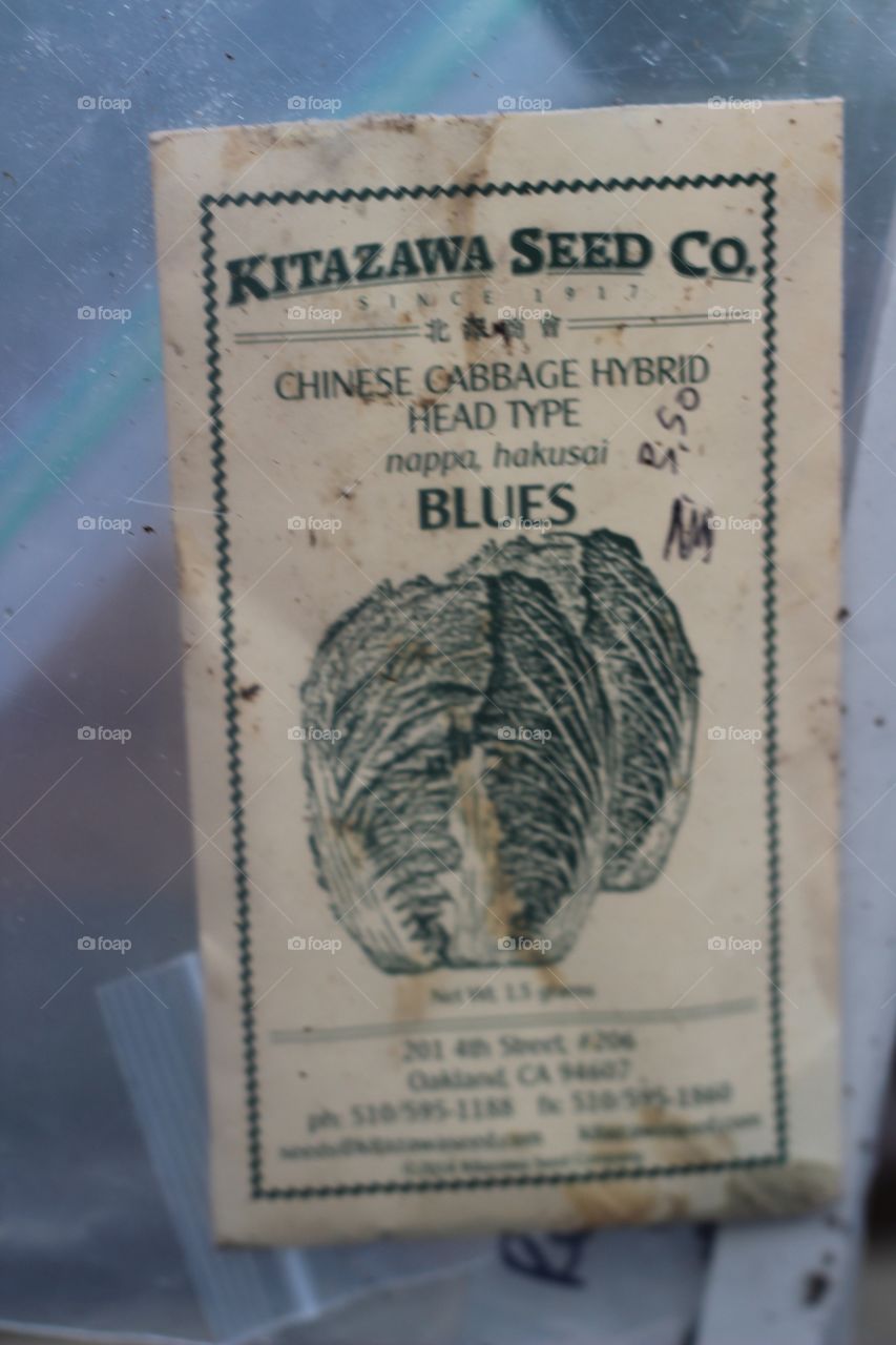 Cabbage seeds