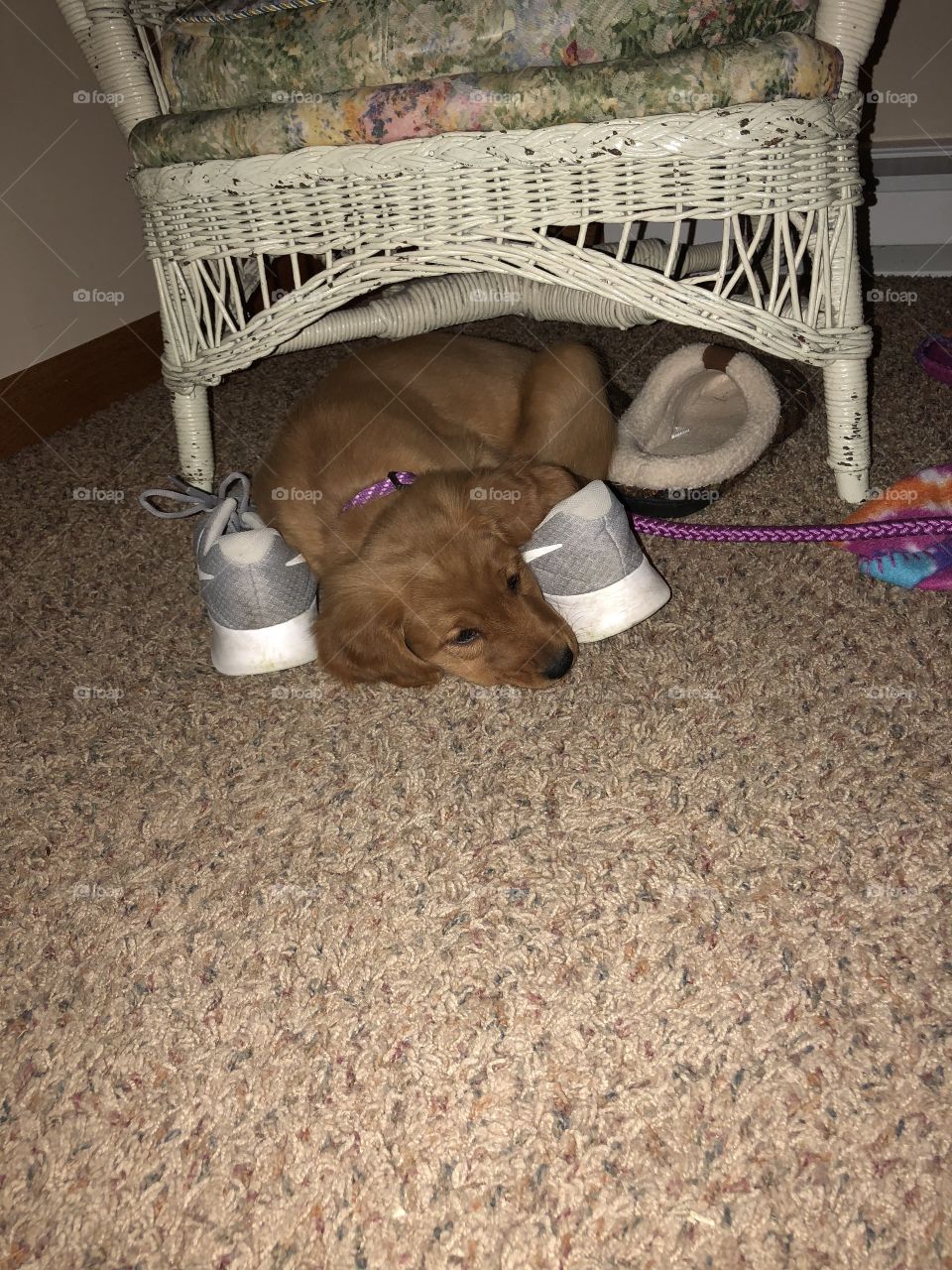 Golden puppy laying on tennis shoes