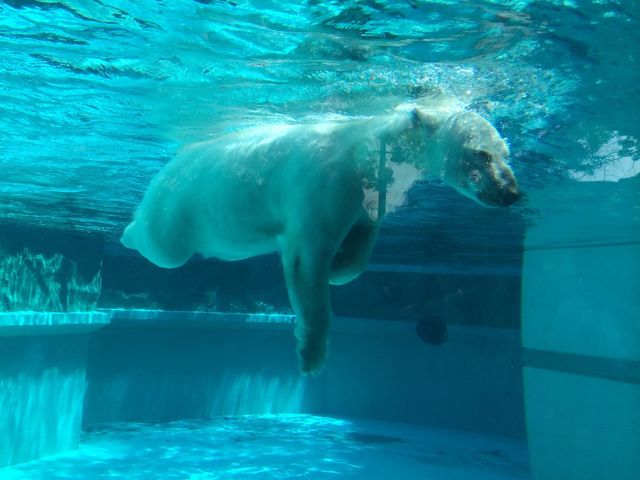 Polar bear 