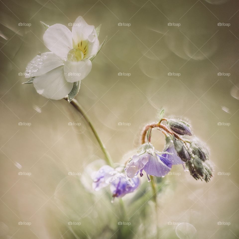 Macro  flowers with water drops in sunlight