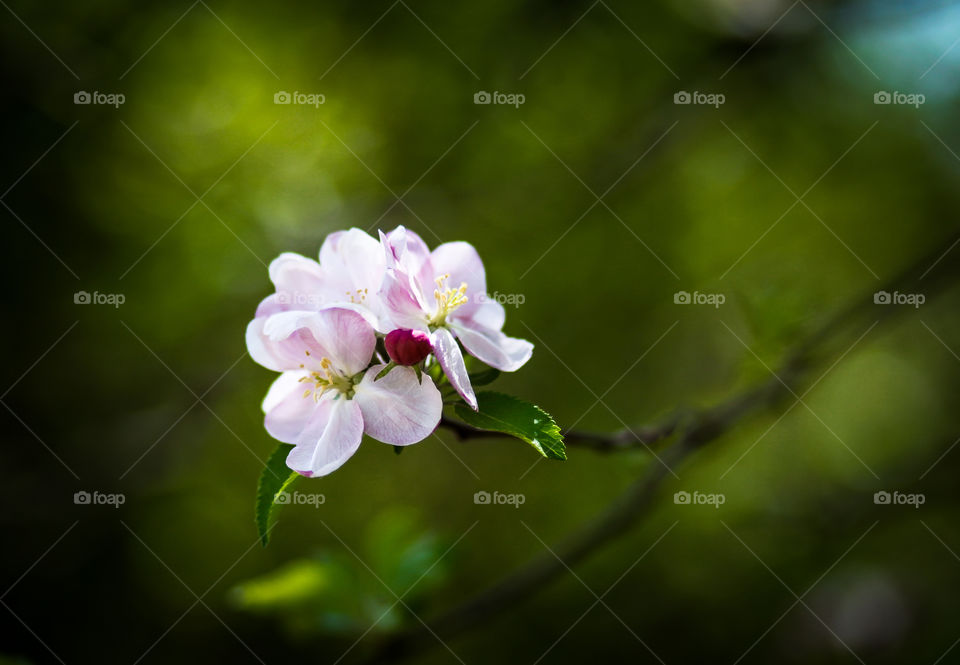 Apple tree blooms , flowers
