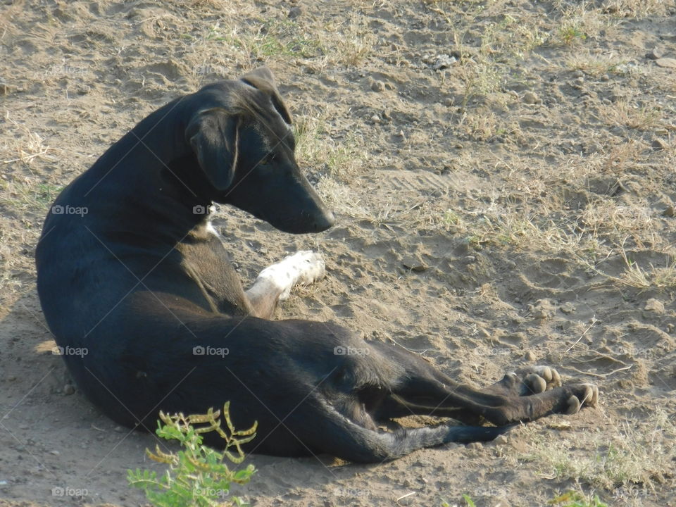 Indian black dog sit on ground.