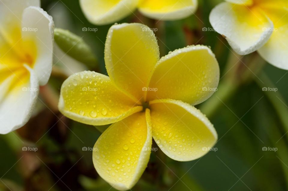Rain Mist Yellow Frangipani 