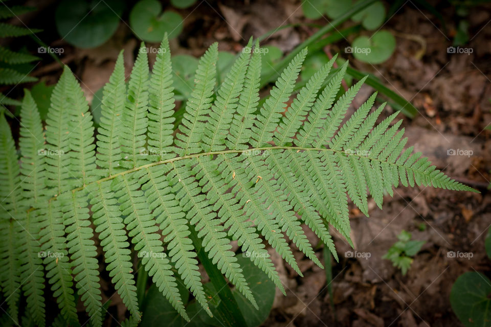 Green leaf background, beautiful nature 