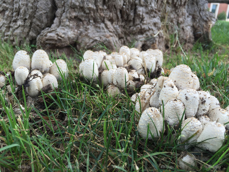 Flurries of new mushrooms sprout up after much-needed raon in Oklahoma, USA. 