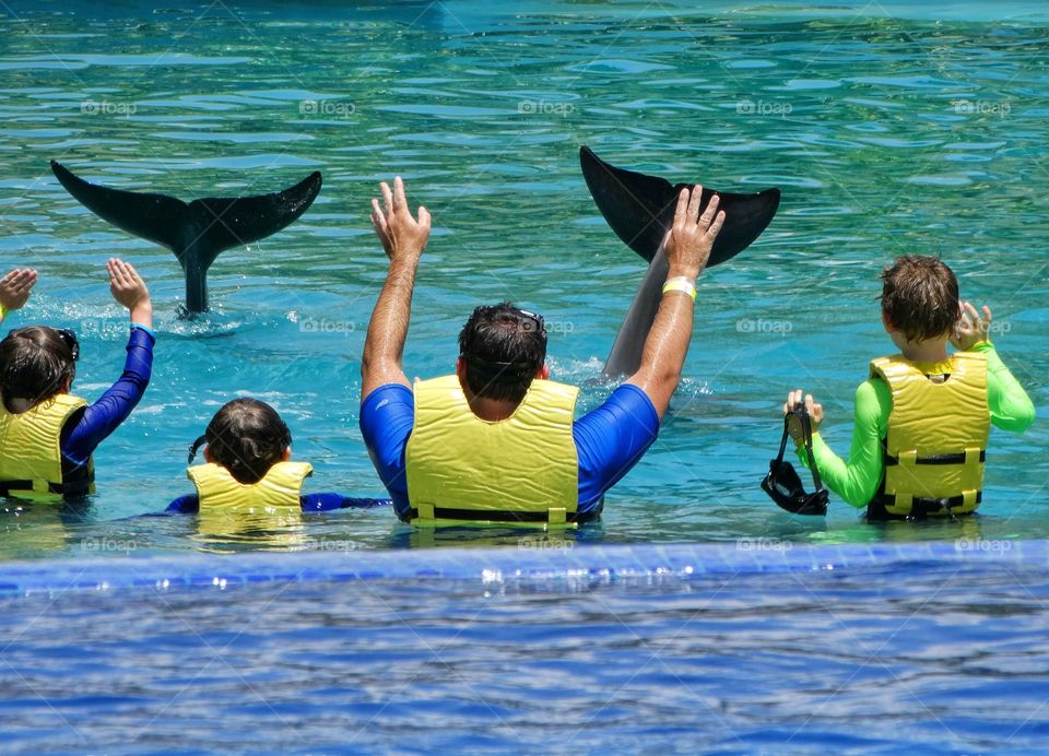 Swimming With Dolphins