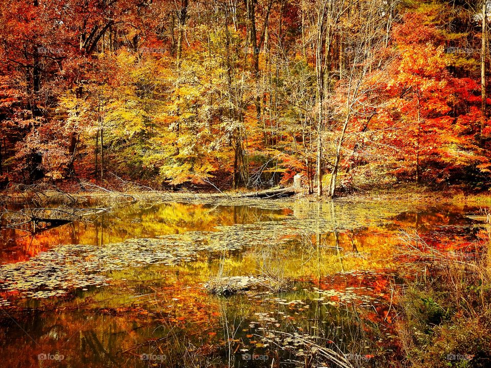 Fall views in the forest in indiana 
