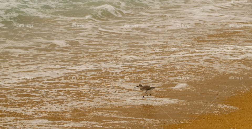 Looking for sand crabs 