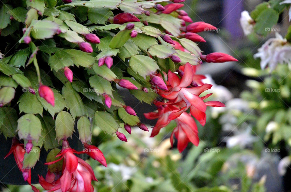 Christmas Cactus