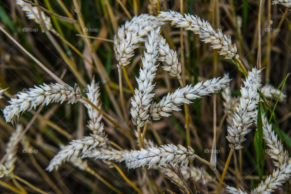 Wheat plant