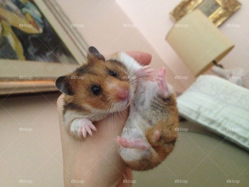 Cute hamster 