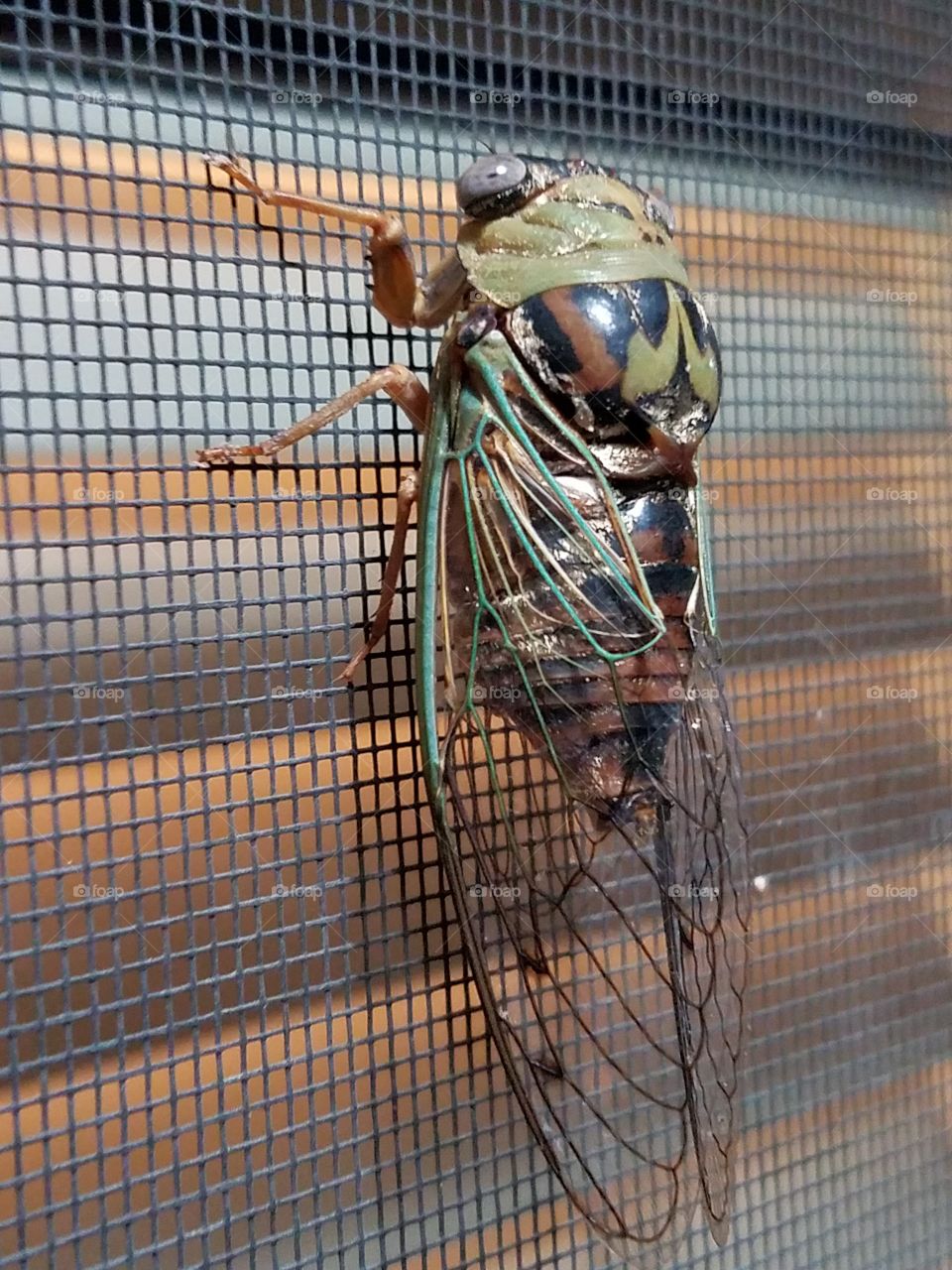 A cicada in the flesh. Well, the new flesh.. he has just shed his skin to reveal mesmerizing patterns.