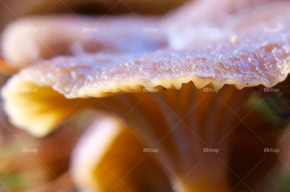 Chanterelle 