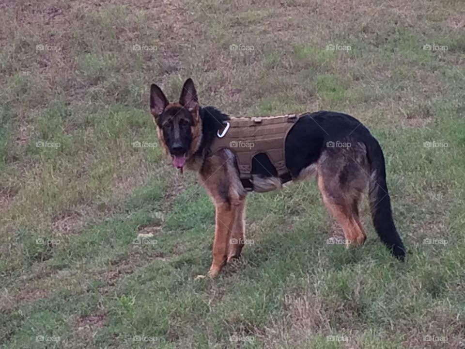German Sheppard with vest
