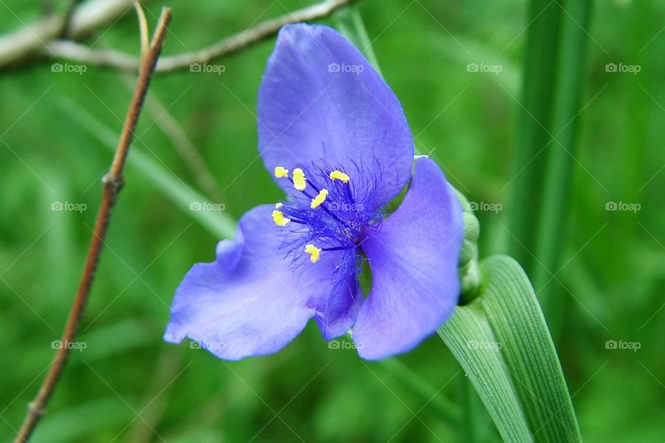 Blue flower. Beautiful blue flower