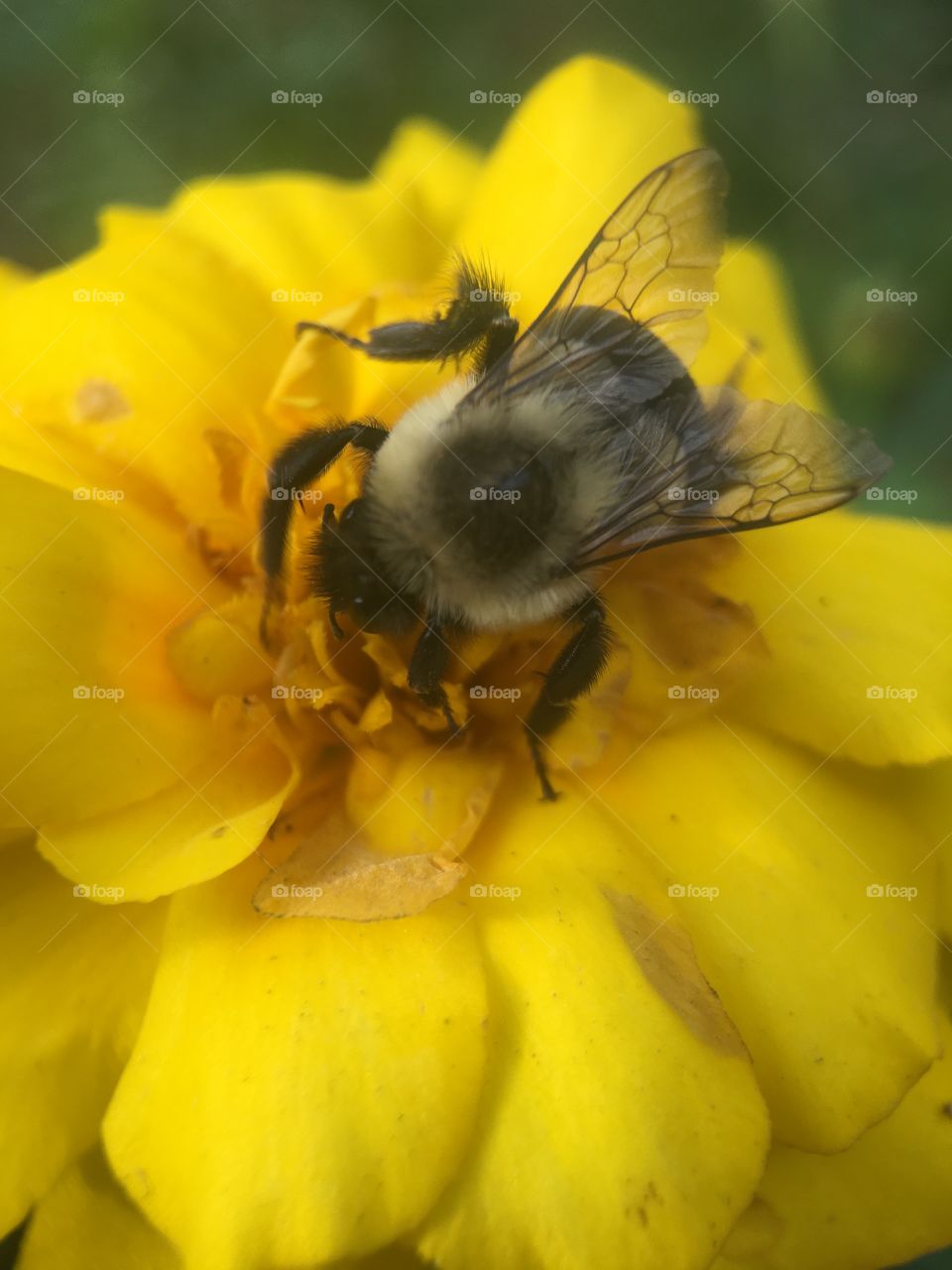 Extreme close-up of bee on yellow flower