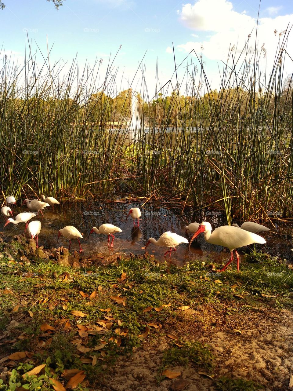 A flock of ibis stands in the shallow part of the lake at Lake Lily Park and gets a drink of water, searches for food and grooms themselves.