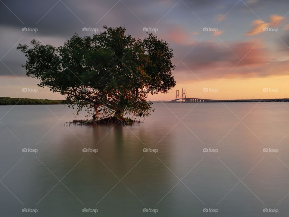 lonely tree during a sunrise around suramadu bridge