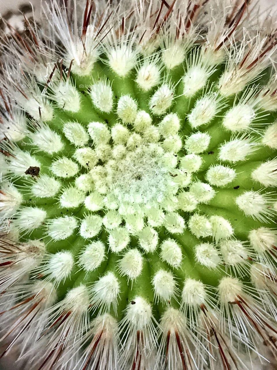 Cactus 