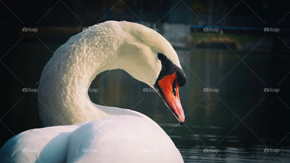 swan
