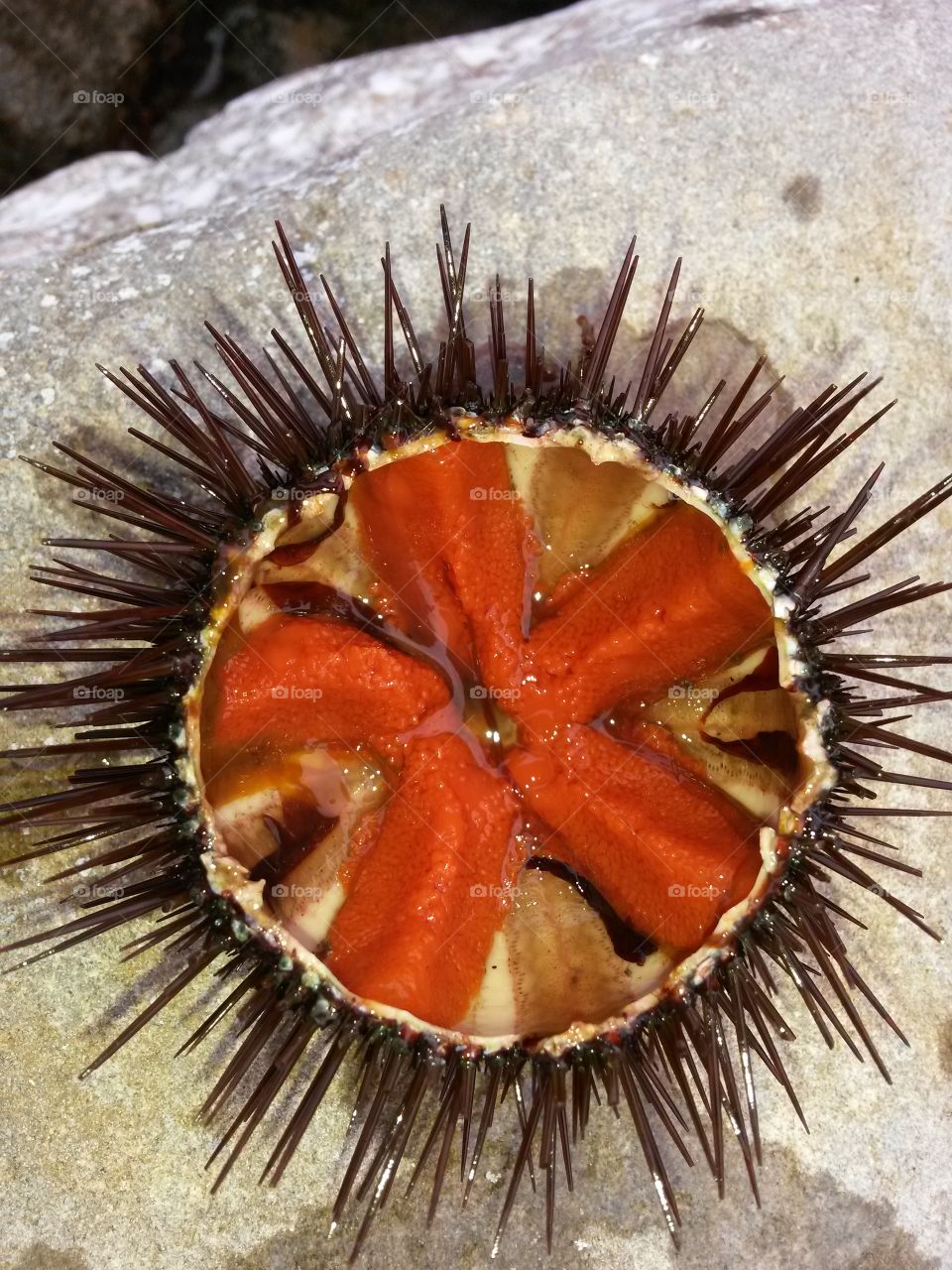 sea urchin