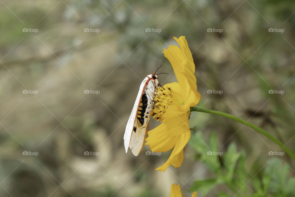 Isolated White insect on yellow Cosmos sulphureus Cav flowers on a green background with clipping path.