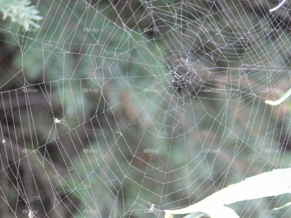 spider web bridging natures beautiful trees