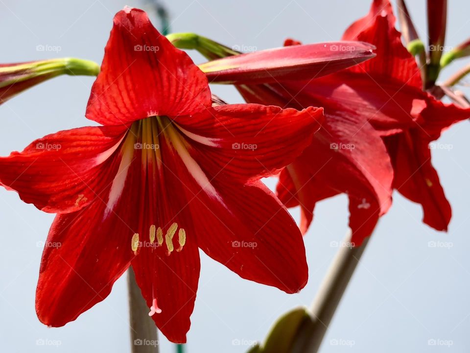 Flowers#spring#nature