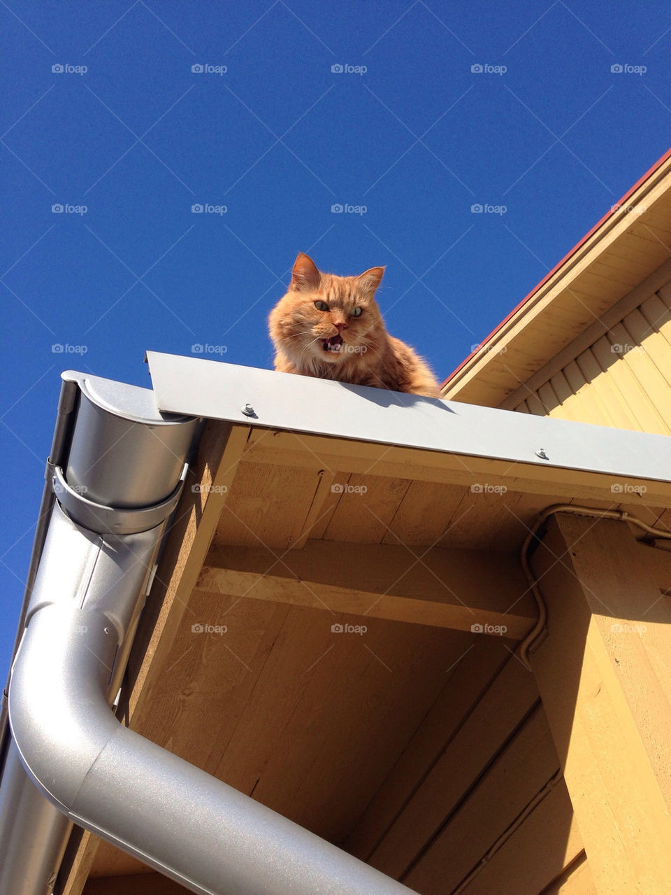 A cat growling on a roof