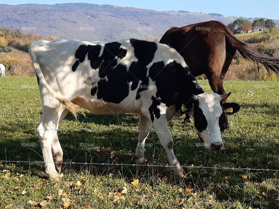 white and black cow with a brown horse in autumn