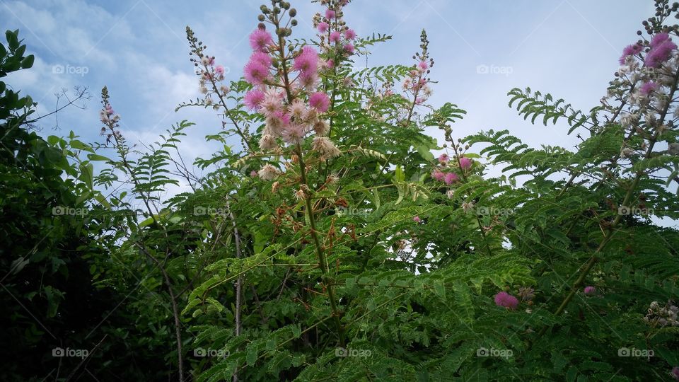 Forest blossoms,These flowers are often found in the forest.