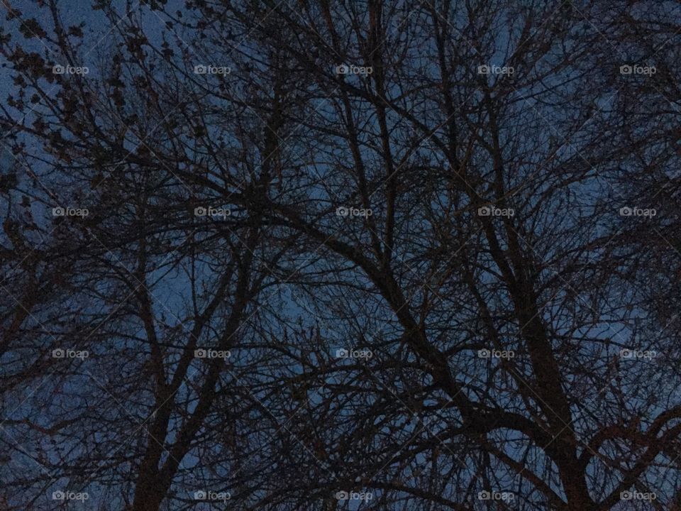 Night Trees