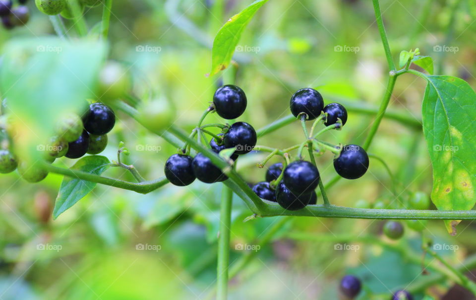 What is this fruits . . .?