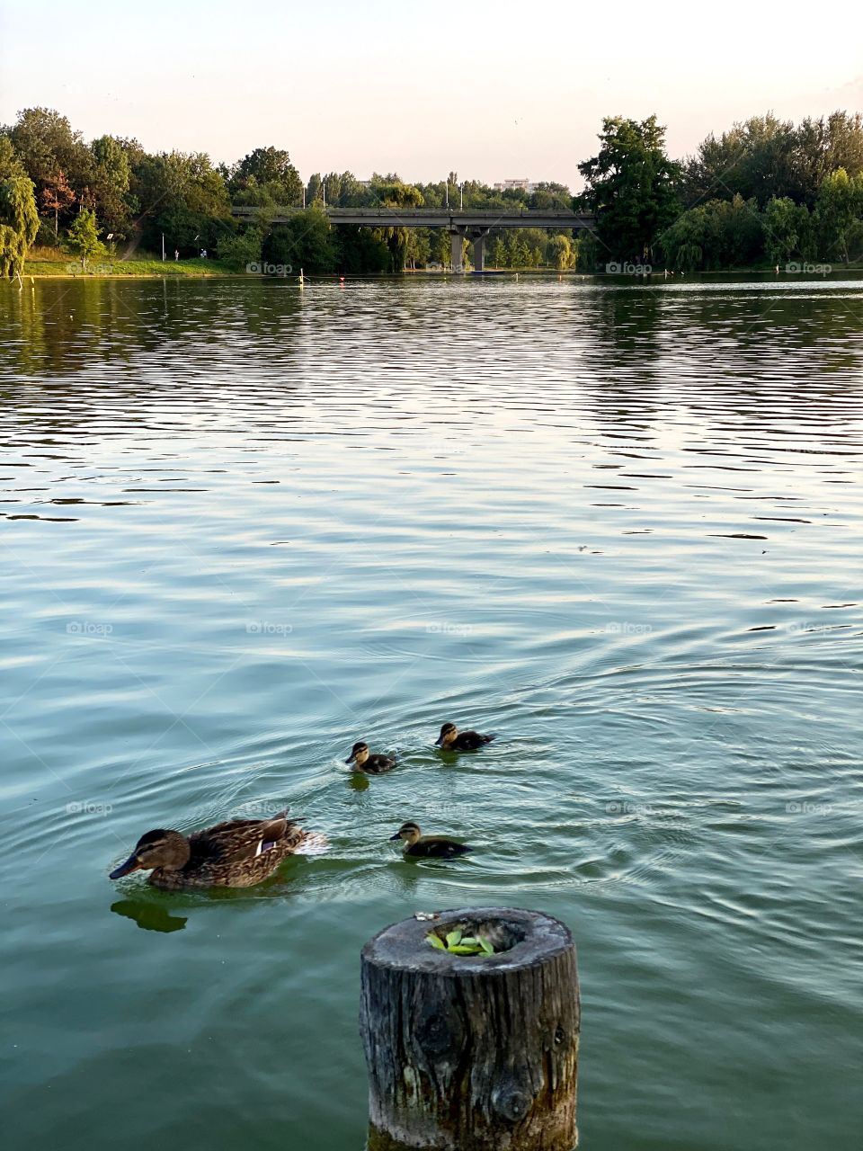 The duck family, a mom and tree baby duck