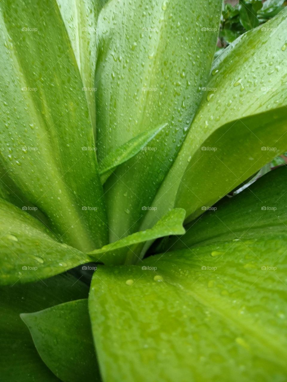 Green Leaf In Rainy Season