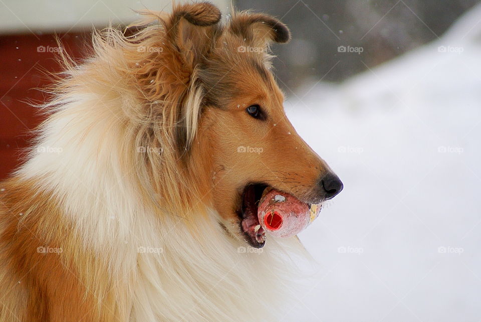 Dog with a toy in its mouth