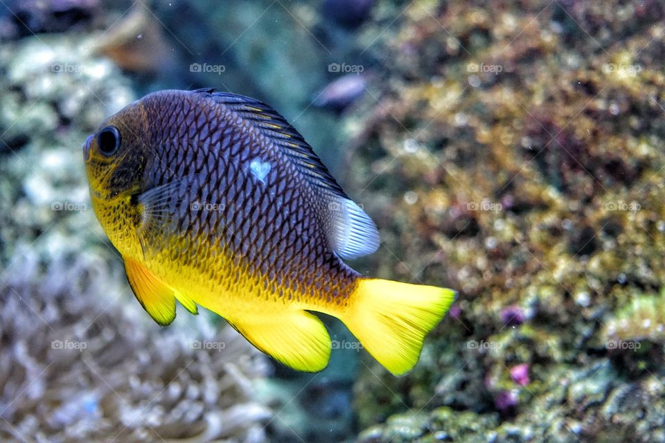 Underwater, Fish, Nature, Ocean, Sea