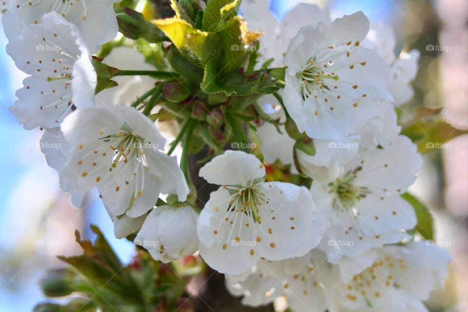 Cherry blossom 