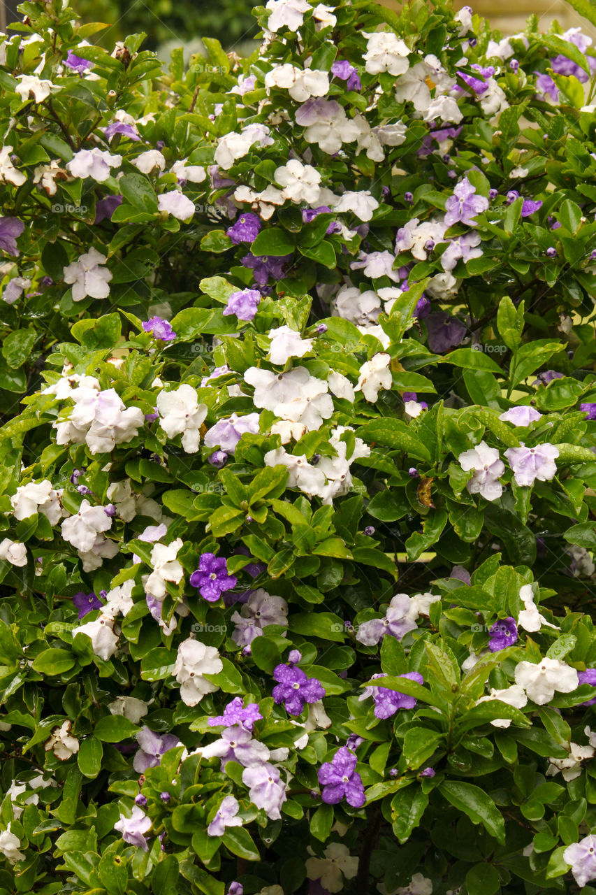 Yesterday, Today and Tomorrow plants flowers