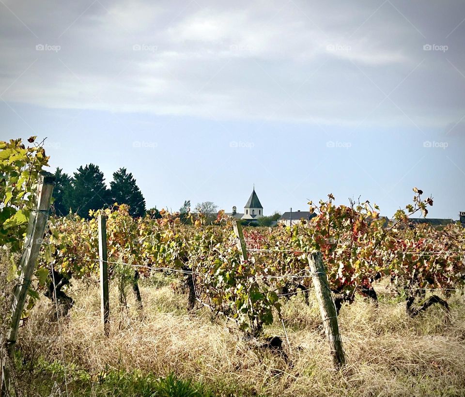 Vine , Chinon Novembre  2023  . 