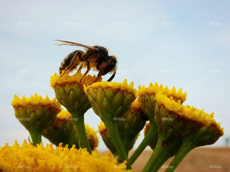 bee on flowers